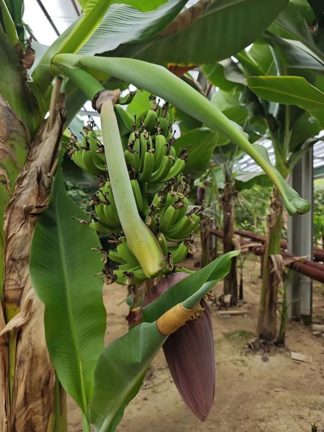 太惊喜！北京第一波蜡梅开啦！就在——