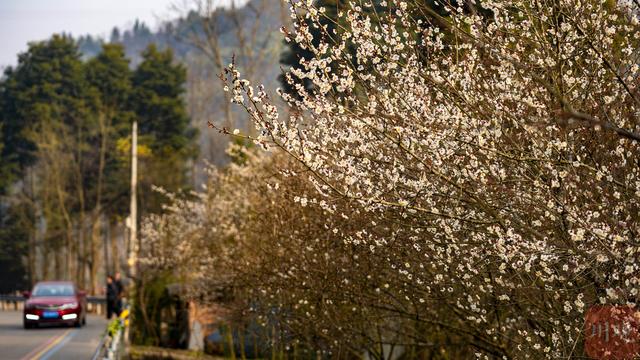 C视觉︱速来 大邑雁鹅村3000亩青梅花海已上线