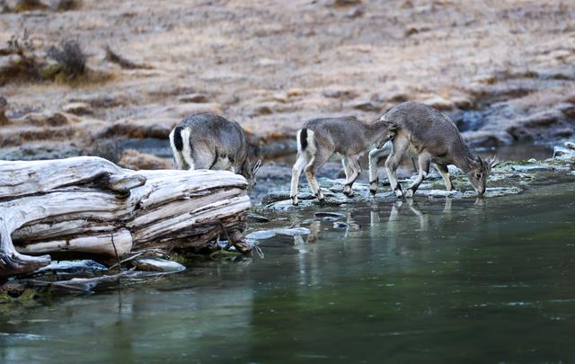 美丽中国｜穿越冰峰 遇见稻城亚丁