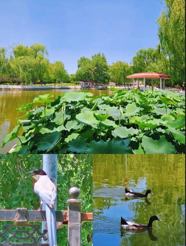 跟着浪浪山小妖怪游丰台