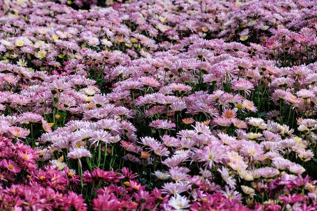 昆明大观楼菊花绽放