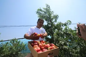 平谷大华山开赛“甜桃王”，最高甜度23.9图片