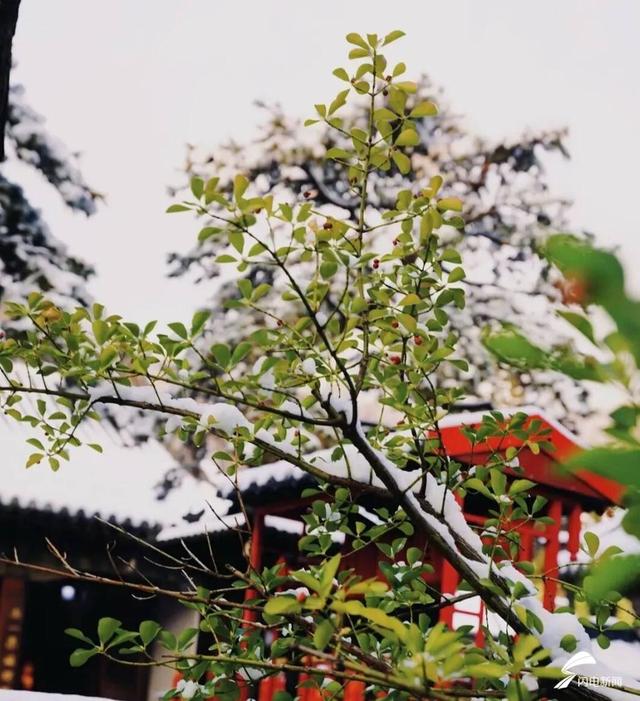 组图丨雪落泰山普照寺 古院美成冬日壁纸