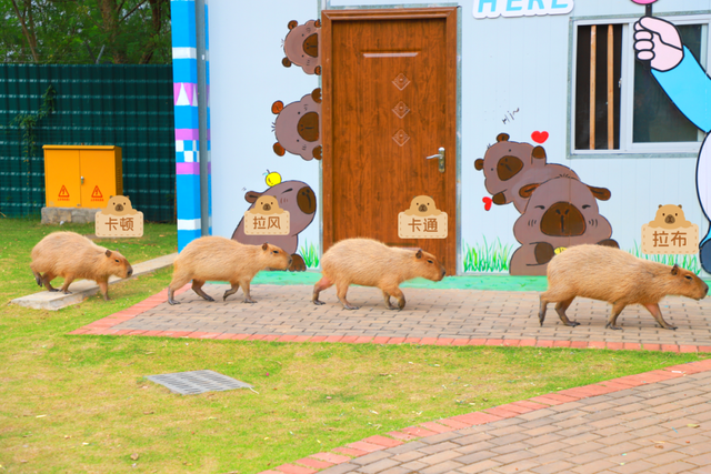 来南宁园博园，与萌宠一起度过趣味初冬