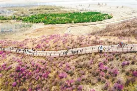 杜鹃花开翠屏山图片