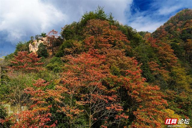 岁暖时刻丨藏在张家界的秘境！四十八寨层林尽染，这斑斓山色谁看了不心动