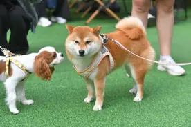 宠物相亲、萌宠课堂、爱心领养……毛孩子的夏日狂欢来啦！图片