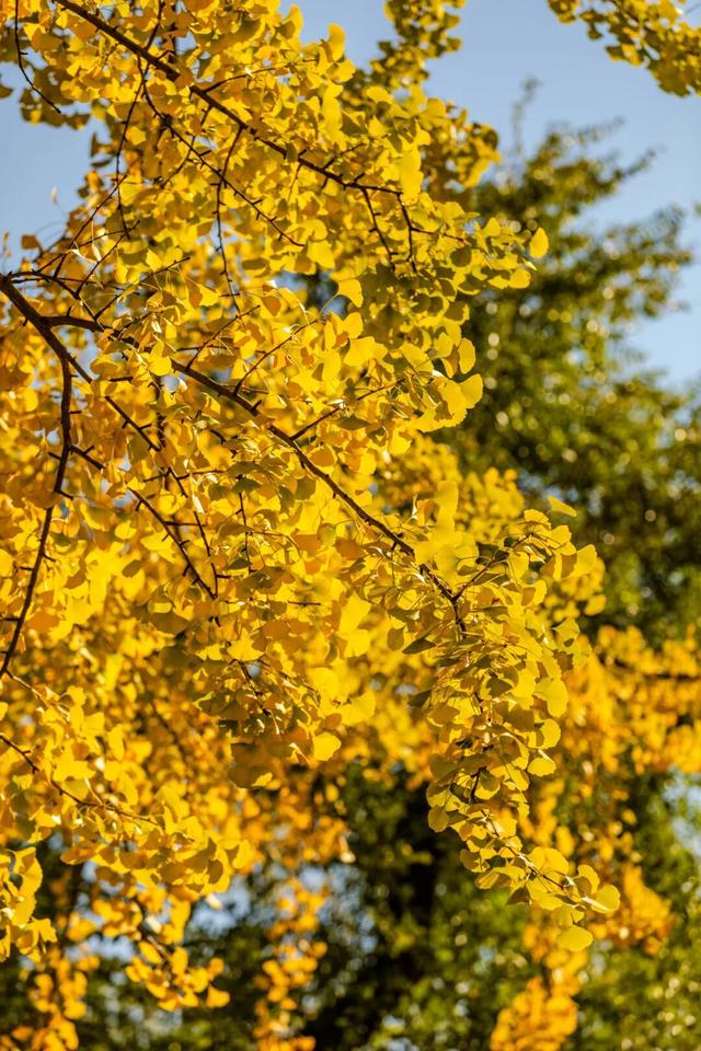 在江汉，听见公园里的秋色私语