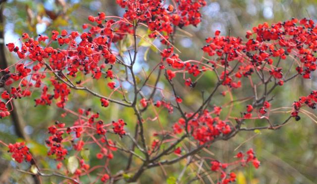 旌德，红黄橙绿白～