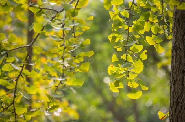 一大波美图袭来！长宁赏秋秘境藏不住啦～