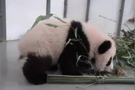 莫斯科动物园的熊猫宝宝开始走路啦图片