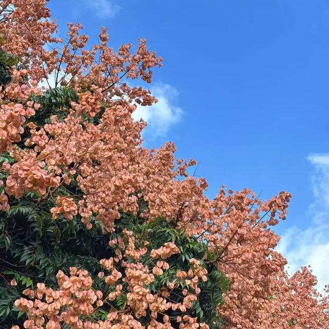 变了变了！秋日翔安，一路“繁花”