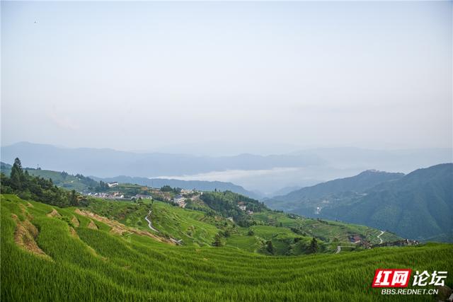 【每日一图@湖南】千层绿浪，漫过山背的夏天