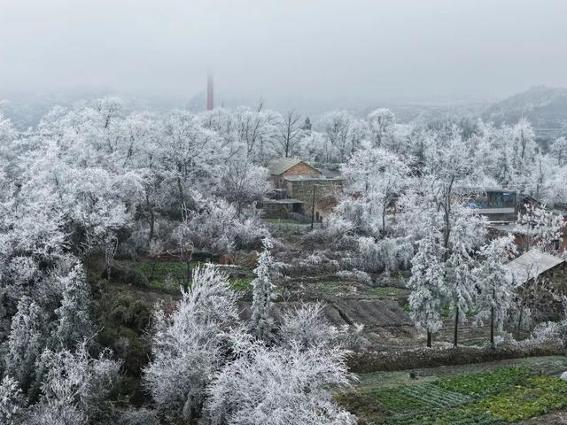 冬日限定！贵州的雾凇秘境藏不住了