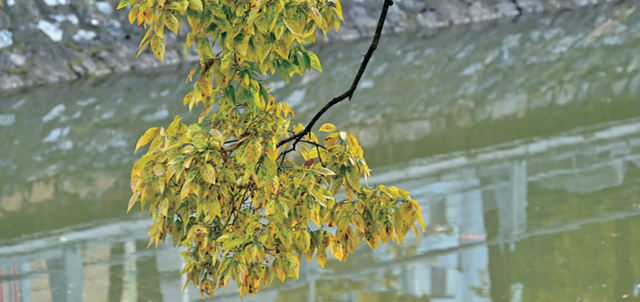 大观河畔滇朴金黄、黑龙潭公园枫叶火红……昆明街头秋色浓