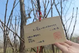 亲手种下樱花树，这个学校的师生幸福了！而他们还有个宏愿图片