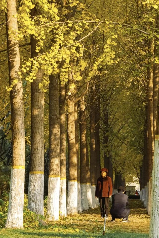 郑州银杏树进入最佳观赏期！推荐这10个好去处，地铁直达！