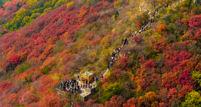 霜降至！中国五大红叶观赏地石门坊迎“全红时刻”，“齐鲁红叶之冠”尽显“当红不让”