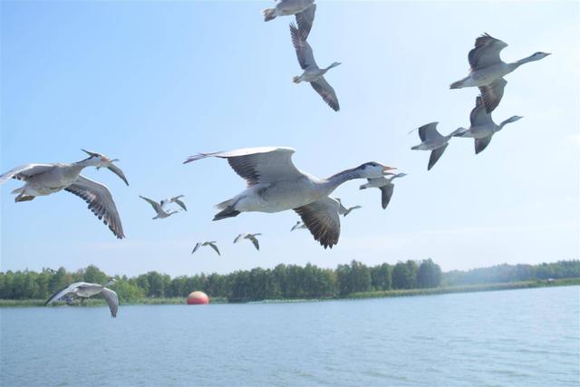 男子驾船大雁伴飞，武汉“最拉风”的人出现了