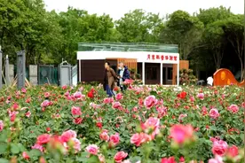 南阳城区十处赏花打卡点 等你来解锁图片