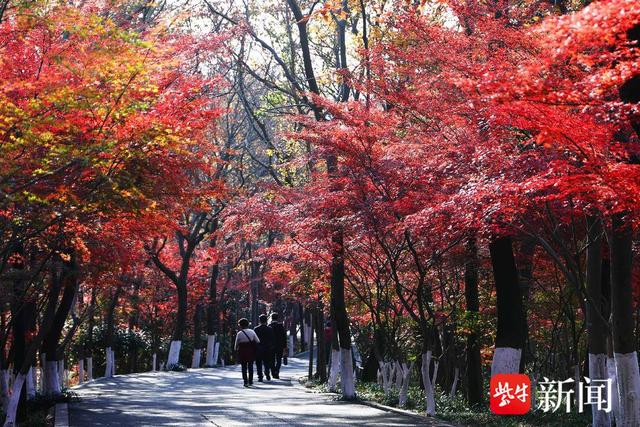 南京栖霞山进入枫叶最佳观赏期，山上这五处最“出片”