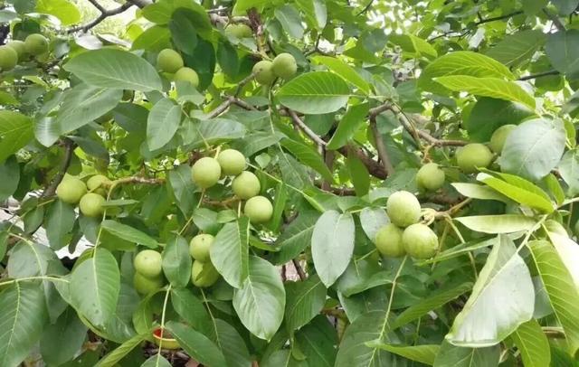 约好国庆游陕西丨陕南山水藏秋意 果香四溢等您来