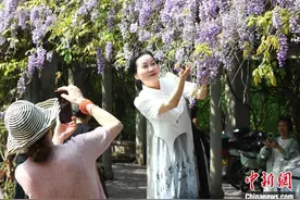 西南大学紫藤花开春意浓 吸引民众邂逅紫色浪漫图片