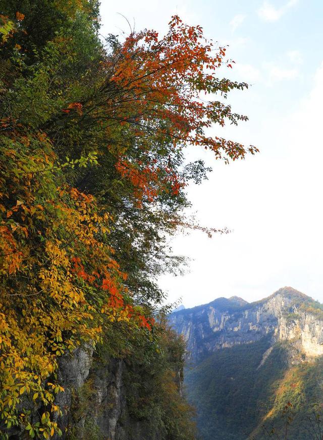 鹤峰八角岩的晚秋：绝壁丹霞染秋色 层林尽染绘诗意