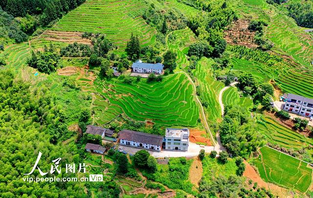 江西崇义：初秋梯田景如画
