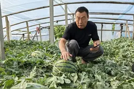 青岛故事｜爆火的验瓜师：一天鉴定10多万斤，日收入过千元图片