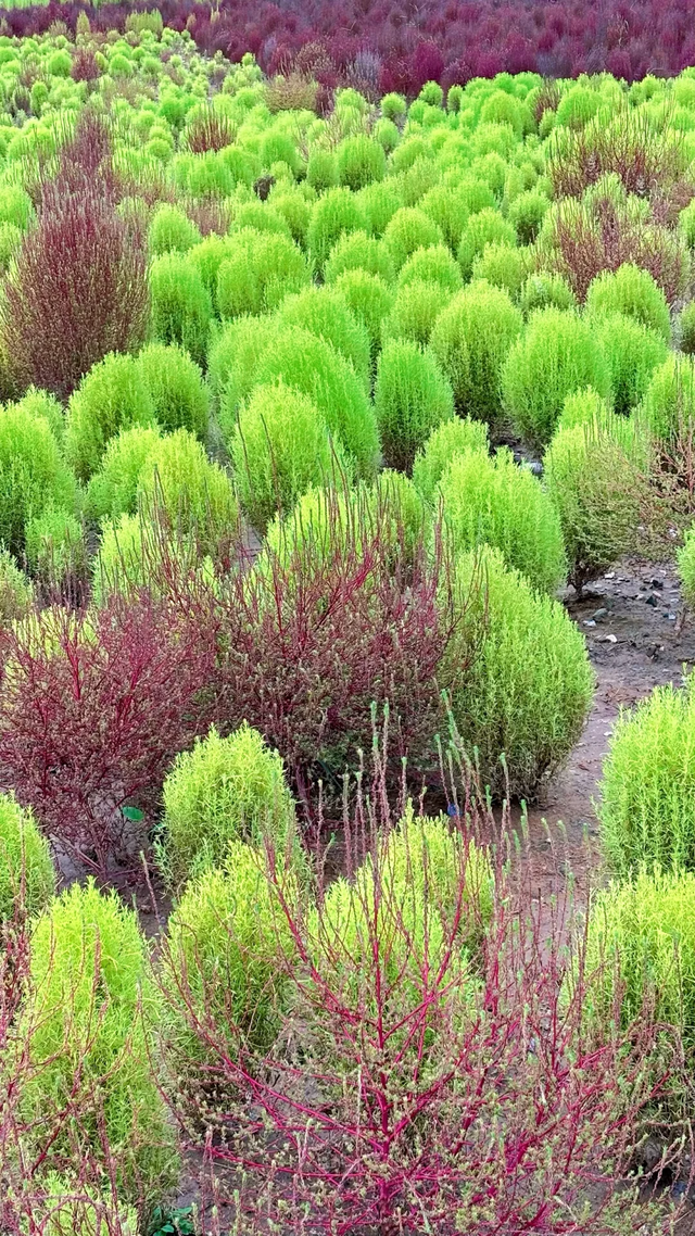 速冲！到这里get明星同款秋日大片！