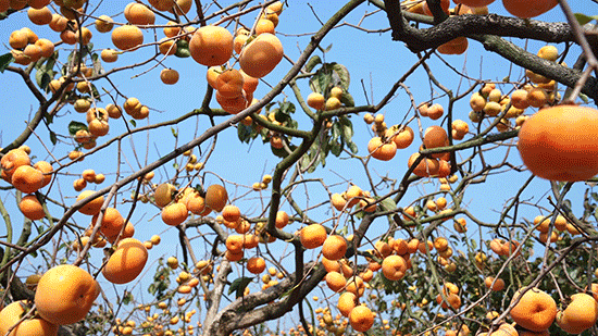 冬至丨解锁桂林的多彩冬天！