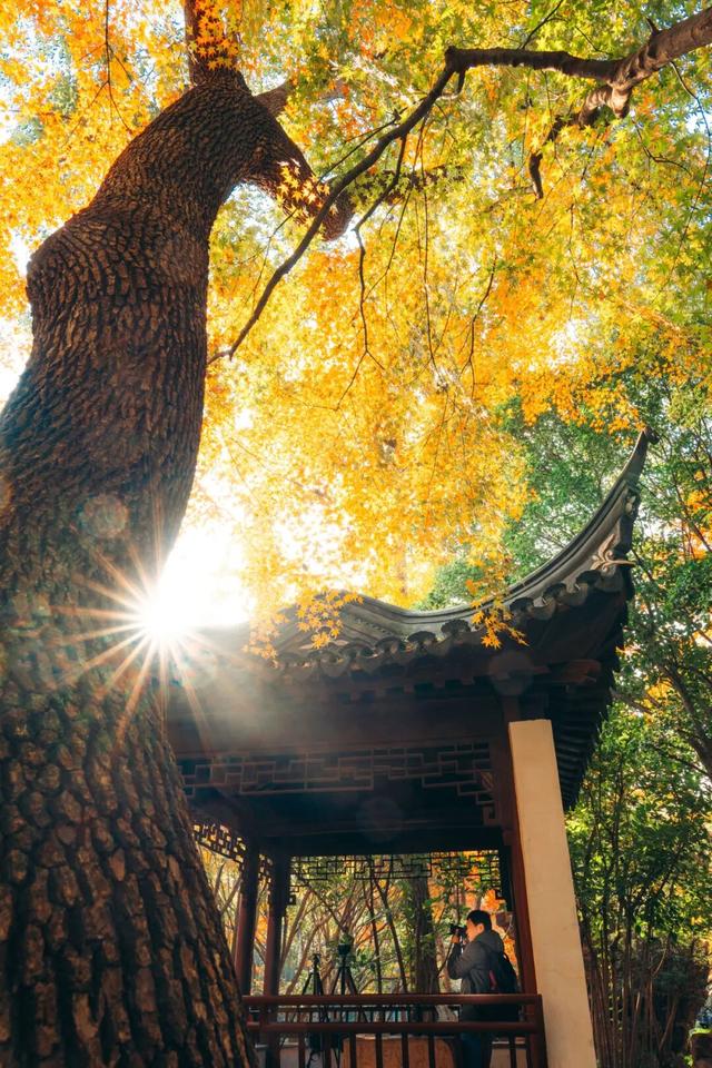 上海赏秋天花板，这波期待值拉满！