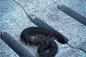 蝮蛇现身浮山森林公园？ 专家称系赤链蛇对人体威胁不大图片