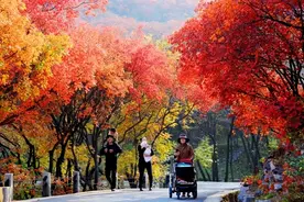 醉美红叶季，快来红叶谷打卡吧图片