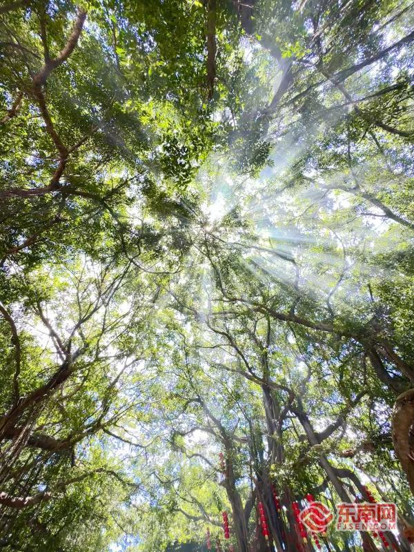览海登山观古榕 莆田美澜村一村观三景