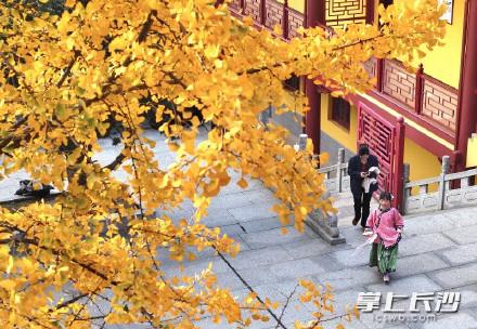 大雪至，洗心禅寺银杏的“黄金时刻”，游客打卡忙不停