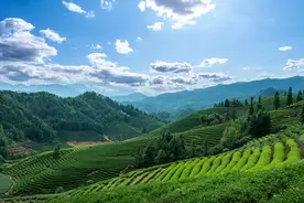 雨水至春山醒！春游去哪里？解锁这些藏在春日里的限定美景图片