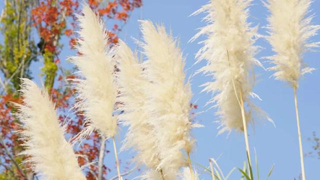 预告一场金色浪漫！德兴即将换上“季节限定皮肤”~