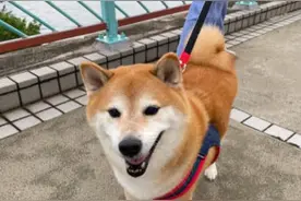 知名梗图柴犬Cheems原型去世图片