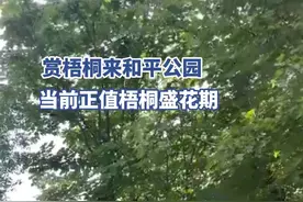 梧桐花开，美景醉游人图片