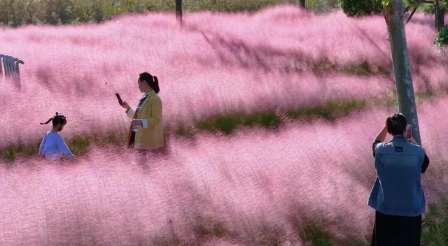 南海新区：粉色花海编织限定浪漫