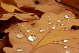 【飞花令】秋意深，秋“露”浓『明月几时有』（219）图片