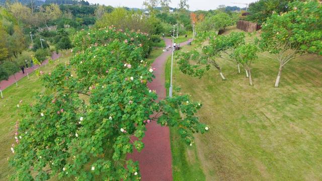 藏在西充城里的“芙蓉秘境”！千余亩美景承包你的秋日浪漫