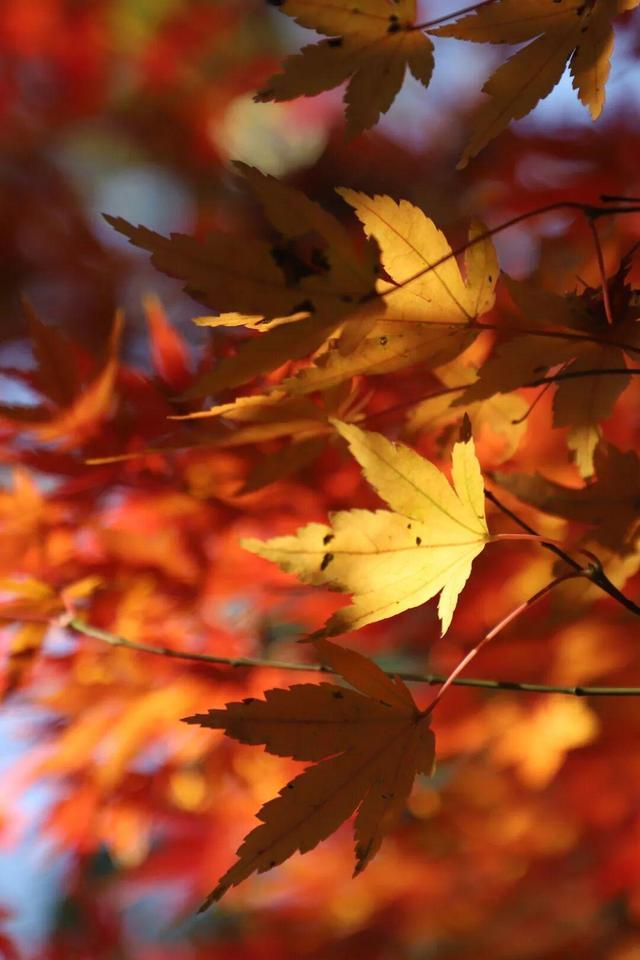 娄底：藏不住的诗意冬景，每帧都美到“心巴”上～