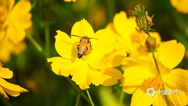 百色福禄河湿地公园：秋日花海绚烂 市民尽享浪漫时光