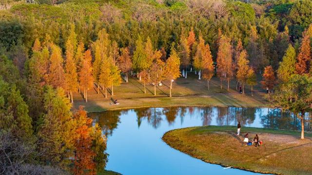 把冬天调成暖色系！松山湖落羽杉红了，温泉冒泡了，火锅沸腾了～