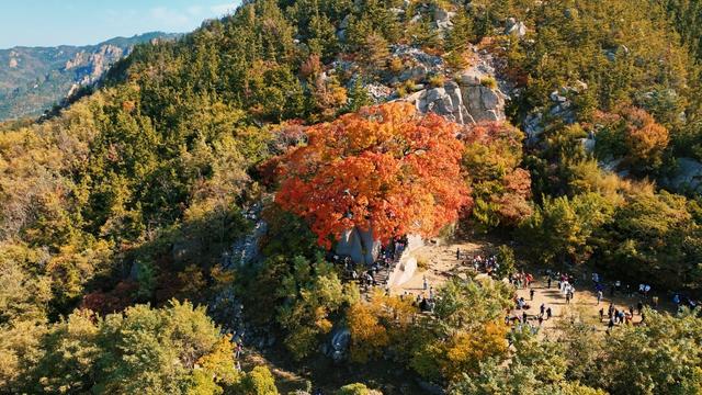 崂山这棵古树红了，非周末时间都人山人海！网友：长得像菜花