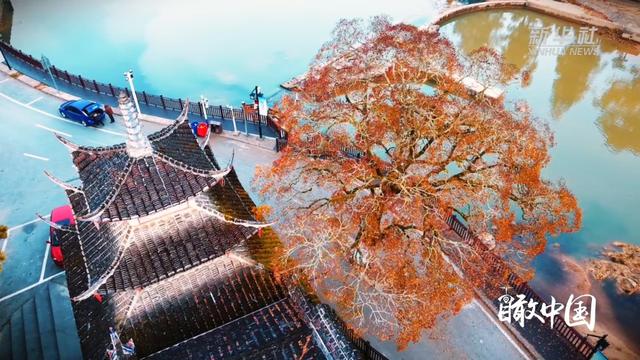 瞰中国｜福建屏南：廊桥乌桕