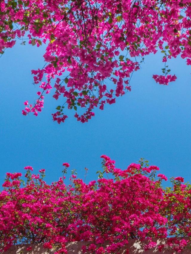 秋染良庆！异木棉粉、三角梅艳，这片土地藏着最缤纷的秋日浪漫